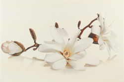  FLORA MAGNOLIA декор - фото