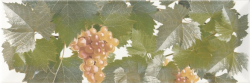 UVA UVA MOSCATEL BLANCO 1 декор - фото