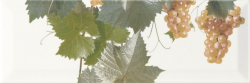 UVA UVA MOSCATEL BLANCO 2 декор - фото