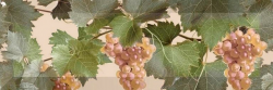 UVA UVA MOSCATEL CREMA 1 декор - фото