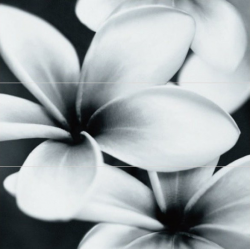 PRET-A-PORTER PRET-A-PORTER BLACK FLOWER COMPOSITION декор3 - фото