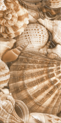 SEA BREEZE SHELLS E11431 декор - фото
